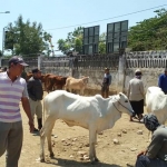 Pasar Hewan di Kecamatan Kerek yang masih diserbu pedagang dan pembeli.