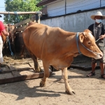 Salah satu pasar hewan di Kabupaten Blitar yang tetap beroperasi seperti biasa.