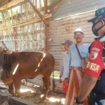 Babinsa Koramil 0826-05 Larangan, Pelda Hidayatullah, bersama Babinkamtibmas setempat saat meninjau sapi ternak milik warga binaan di Dusun Sumber, Desa Lancar.