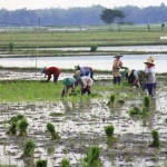 Para petani di Kanor saat bercocok tanam. foto: EKY NURHADI/ BANGSAONLINE