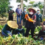 Wali Kota Risma bersama jajarannya panen raya ketela rambat madu di lahan bekas tanah kas desa (BTKD) Kelurahan Jeruk, Kecamatan Lakarsantri, Surabaya, Rabu (23/9/2020). (foto: YUDI A/ BANGSAONLINE)