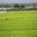 Salah satu tanaman padi di kecamatan Kanor Bojonegoro.