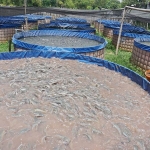 Kolam ikan lele yang dikelola Kelompok Budi Daya Ikan (Pokdakan) Mitra Mandiri Mojoroto. foto: ist.