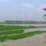 Banjir saat merendam ratusan hektare padi. foto: rahmatullah/ BANGSAONLINE