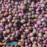 Foto: Sulthon/Bangsaonline.