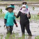 Gubernur Khofifah ketika ikut menanam padi.