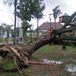 Satu pohon besar yang berada di tengah Taman Wijaya tumbang usai diterjang angin kencang.