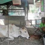 Induk Sapi bersama anaknya yang baru saja lahir Agustus lalu. (foto: suwandi/BANGSAONLINE)