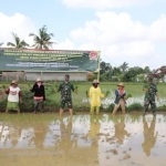 Kodim 0827 Sumenep bersinergi bareng petani wujudkan ketahanan pangan.