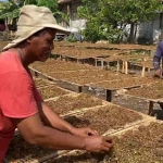 Petani di Bojonegoro sedang menjemur tembakau yang sudah dirajang.