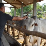 Salah seorang pedagang hewan qurban di Bojonegoro. foto: EKY NURHADI/ BANGSAONLINE