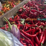 Cabai merah besar saat ini menjadi bahan pokok yang mengalami kenaikan tertinggi di Bali. Foto: Sulthon/BANGSAONLINE.