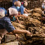 Tembakau produksi Kebun Ajong Gayasan, milik PTPN I Regional 4.