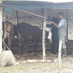 Tim saat terjun di lokasi banjir dan mengecek kondisi ternak.