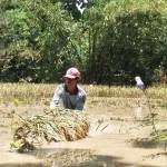 Salah satu areal persawahan yang terkena banjir di Kecamatan Kwadungan.