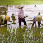 Lahan pertanian di Kabupaten Gresik banyak yang beralih ke industri, namun pengangguran masih tinggi. foto: ist