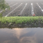 Areal pertanian tembakao di Bojonegoro yang terendam air hujan.
