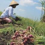 Petani bawang merah terpaksa panen dini. foto: ilustrasi