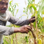 Supri sedang memperlihatkan bekas jagung yang dimakan oleh tikus.