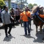 JUMBO: Salah satu sapi juara Kontes dan Festival Ternak dipamerkan di depan Wagub Jatim Saifullah Yusuf, dan Wabup Sidoarjo Nur Ahmad Syaifuddin, di Pasar Induk Modern, Puspa Agro, Selasa (6/9). foto: MUSTAIN/ BANGSAONLINE