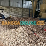 Limbah pertanian jagung yang dikelola koperasi ECN dan siap menjadi bahan baku di PLTU Tanjung Awar-Awar. Foto: SUWANDI/BANGSAONLINE