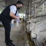 
Bupati Kediri Hanindhito Himawan Pramana saat mengecek ternak sapi. (Ist).