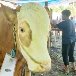 Sejumlah hewan kurban dari para jemaah LDII Kabupaten Mojokerto yang siap disembelih.