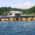 Budi daya ikan di laut. foto: istimewa
