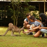 Taman Safari Prigen membuka zona baru yang dinamai Australiana. Di mana dalam kawasan tersebut terdapat satwa-satwa yang berasal dari Australia dengan luas sekira 6 hektare.