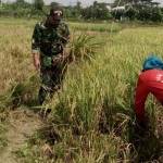 Babinsa Koramil Bubutan saat membantu petani panen padi.