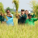 Bupati Situbondo, Karna Suswandi, dan jajaran Forkopimda saat panen padi varietas Unggulan BK 01 dan 02 agritan.