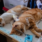 126 Kucing di Jakarta Utara Disterilisasi. Foto: Ist