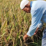 H. Yasir (70), Warga Sidomulyo, Kecamatan Semen, Kabupaten Kediri, salah seorang petani yang tanaman padinya diduga terserang hama wereng cokelat. (foto: MUJI HARJITA/BANGSAONLINE)