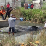 Nelayan Sukorejo Kecamatan Kebomas saat menyeret bangkai ikan Hiu Tutul. Foto: SYUHUD A/BANGSAONLINE