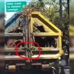 Ular tampak keluar dari truk pengangkut sampah milik DLH Gresik yang bolong-bolong. foto ist.