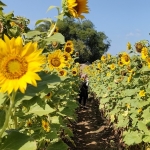 Kebun Bunga Matahari sebagai ikon sekaligus destinasi wisata baru di Kota Kediri. foto: MUJI HARJITA/BANGSAONLINE