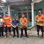 Petugas Damkar Pemkab Gresik menunjukkan ular piton yang berhasil ditangkap. Foto: SYUHUD/ BANGSAONLINE.com