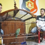 Heru berikut barang bukti berupa burung cucak rowo yang akan dijualnya.