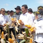 Amran Sulaiman didampingi Wabup Lamongan Kartika Hidayati saat panen raya jagung.