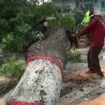DIHENTIKAN: Kegiatan penebangan pohon oleh KLH Nganjuk yang distop Komisi C DPRD Nganjuk, karena tak sesuai aturan. foto: soewandito/ BANGSAONLINE