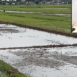 Salah satu lahan yang bakal terimbas pembangunan ruas Jalan Tol Tulungagung - Kediri. Inset, Sekda Tulungagung Sukaji.