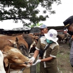 Petugas di Kabupaten Tuban saat mengecek kesehatan sapi.
