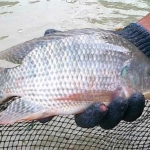 Ikan Nila