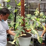 Iqbal Akbar Mohammad bersama kakaknya, Ilham Akbar Soleh (kaus putih) saat menunjukkan salah satu jenis tanaman philodendron florida beauty di kebunnya, Akbar Garden. (foto: MUJI HARJITA/ BANGSAONLINE)