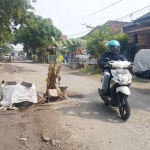 Jalan di Cangkringmalang Beji Pasuruan yang rusak parah itu ditanami pohon pisang oleh warga.
