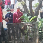 Petugas KBS berhasil menangkap musang di Perumahan Pondok Candra Sidoarjo.