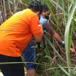 Petugas saat melakukan olah TKP mayat perempuan telanjang di kebun tebu