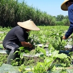 Basori (duduk) saat memanen sayuran yang selanjutnya dibagikan secara gratis kepada warga yang membutuhkan. (foto: MUJI/ BANGSAONLINE)