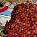 Seorang warga di Desa Ngetos usai memanen rambutan. foto: soewandito/ BANGSAONLINE