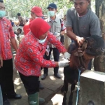 Petugas Dinas Pertanian memeriksa sejumlah hewan ternak di pasar Dimoro Kota Blitar. foto: AKINA/ BANGSAONLINE